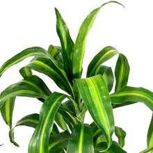 Load image into Gallery viewer, Dracaena, 6in, Hawaiian Sunshine