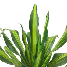 Load image into Gallery viewer, Dracaena, 10in, Golden Heart