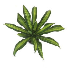 Load image into Gallery viewer, Dracaena, 10in, Golden Heart