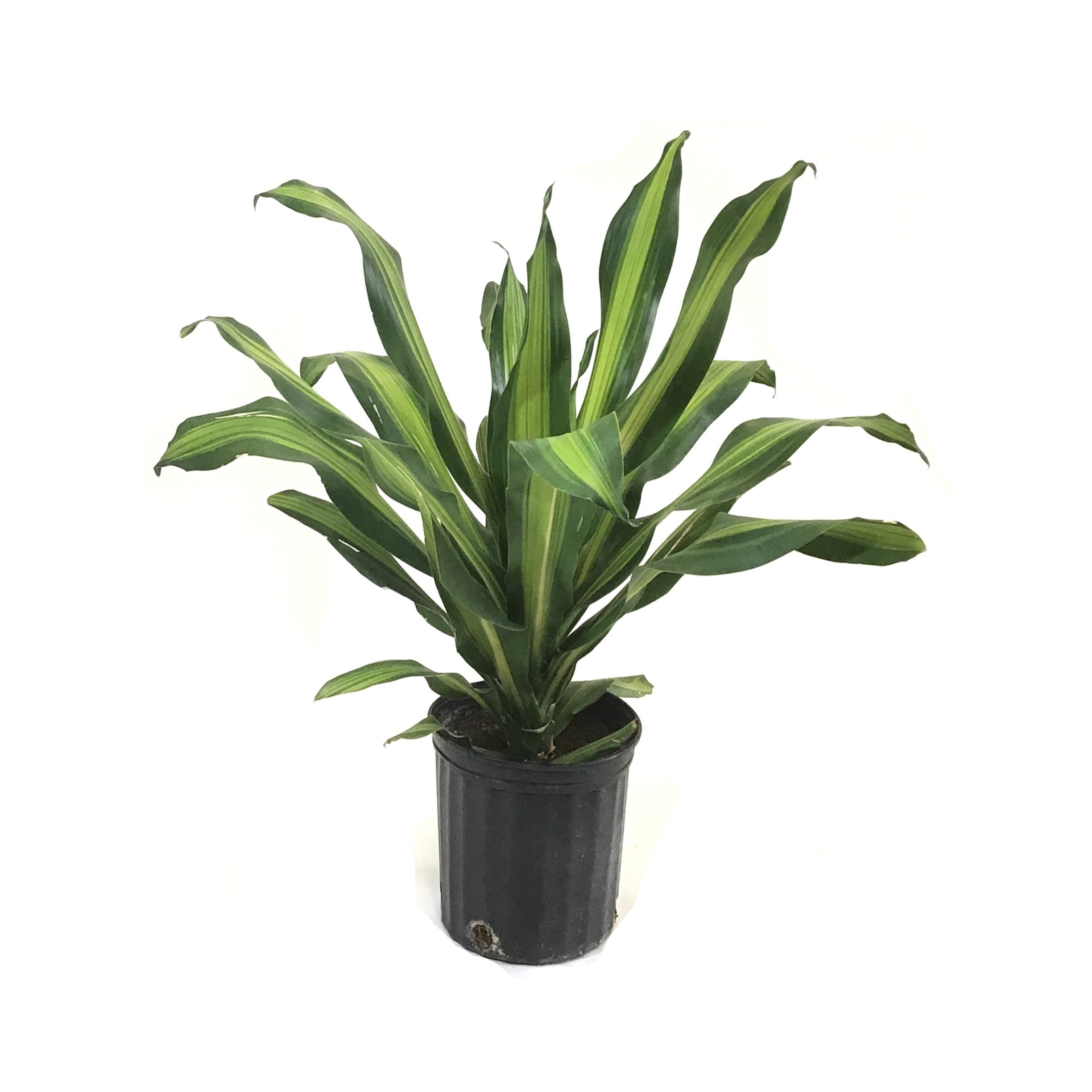 golden heart dracaena Dracaena, 10in, Golden Heart – Floral Acres Greenhouse & Garden Centre