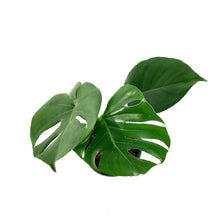 Load image into Gallery viewer, Monstera, 6in, Deliciosa
