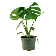 Load image into Gallery viewer, Monstera, 6in, Deliciosa
