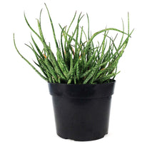 Load image into Gallery viewer, Aloe, 8in, Snow Queen