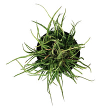 Load image into Gallery viewer, Aloe, 8in, Snow Queen