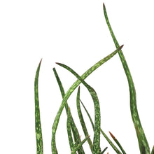 Load image into Gallery viewer, Aloe, 8in, Snow Queen