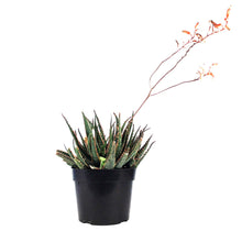 Load image into Gallery viewer, Coral Fire Aloe, 8in