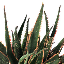 Load image into Gallery viewer, Coral Fire Aloe, 8in