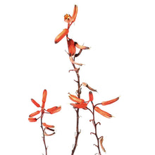 Load image into Gallery viewer, Coral Fire Aloe, 8in