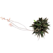 Load image into Gallery viewer, Coral Fire Aloe, 8in