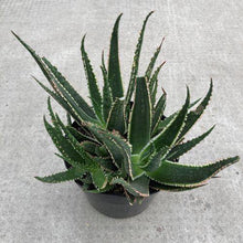Load image into Gallery viewer, Coral Fire Aloe, 8in - Floral Acres Greenhouse & Garden Centre