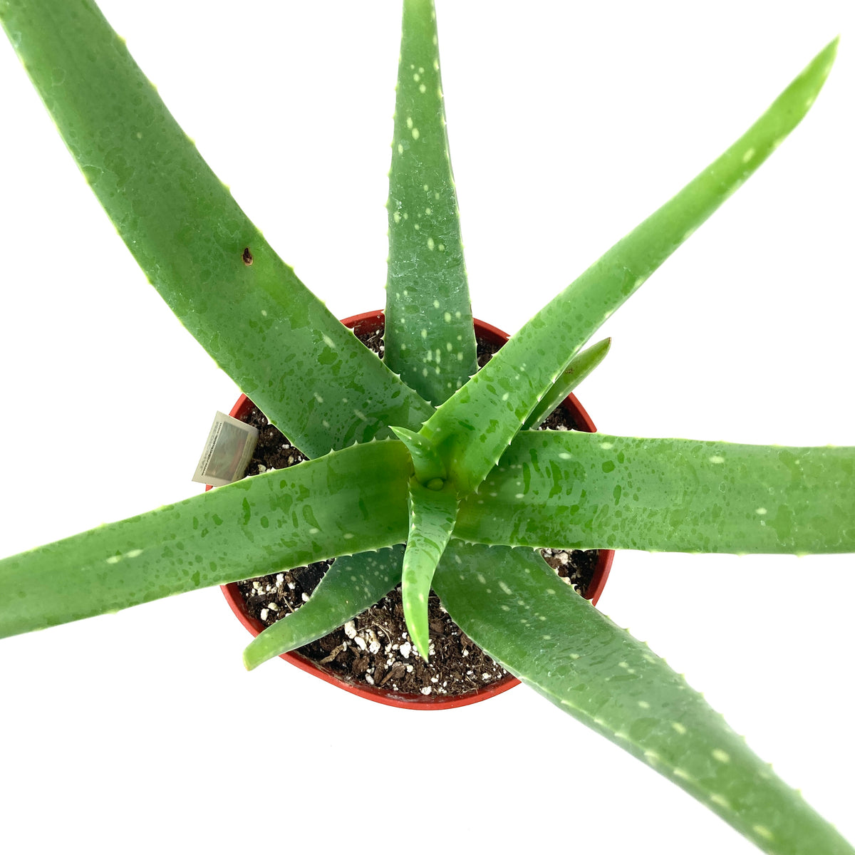 Aloe Vera, 6in – Floral Acres Greenhouse & Garden Centre