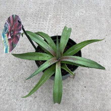 Load image into Gallery viewer, Mangave, 6in, Red Wing - Floral Acres Greenhouse & Garden Centre