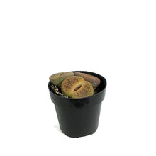 Load image into Gallery viewer, Succulent, 2in, Lithops Living Stone