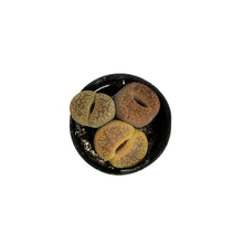 Load image into Gallery viewer, Succulent, 2in, Lithops Living Stone