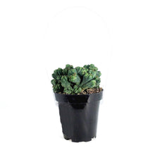 Load image into Gallery viewer, Cactus, 9cm, Cereus f. monstrose 'Ming Thing'