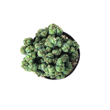 Load image into Gallery viewer, Cactus, 9cm, Cereus f. monstrose 'Ming Thing'