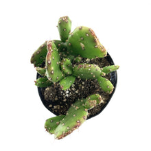 Load image into Gallery viewer, Cactus, 9cm, Opuntia Monacantha 'Joseph's Coat' - Floral Acres Greenhouse & Garden Centre