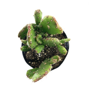 Cactus, 9cm, Opuntia Monacantha 'Joseph's Coat' - Floral Acres Greenhouse & Garden Centre
