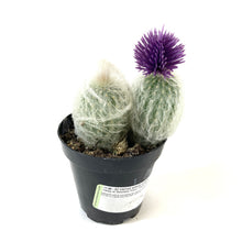 Load image into Gallery viewer, Cactus, 9cm, with Strawflower, Assorted - Floral Acres Greenhouse & Garden Centre