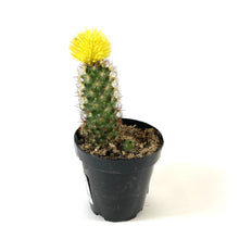 Load image into Gallery viewer, Cactus, 9cm, with Strawflower, Assorted - Floral Acres Greenhouse & Garden Centre