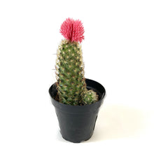 Load image into Gallery viewer, Cactus, 9cm, with Strawflower, Assorted - Floral Acres Greenhouse & Garden Centre