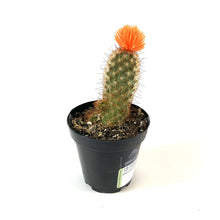 Load image into Gallery viewer, Cactus, 9cm, with Strawflower, Assorted - Floral Acres Greenhouse & Garden Centre