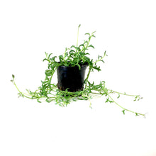 Load image into Gallery viewer, String of Dolphins, 4in, Senecio peregrinus