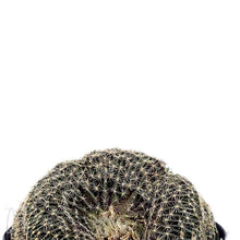 Load image into Gallery viewer, Cactus, 9cm, Lobivia Famatimensis Cristata - Floral Acres Greenhouse & Garden Centre