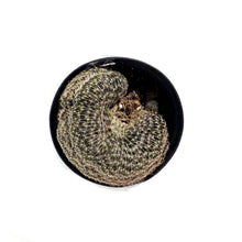 Load image into Gallery viewer, Cactus, 9cm, Lobivia Famatimensis Cristata - Floral Acres Greenhouse & Garden Centre