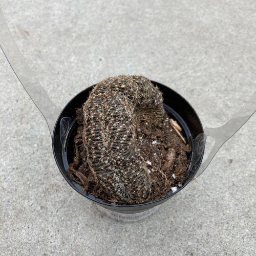 Cactus, 9cm, Lobivia - Floral Acres Greenhouse & Garden Centre