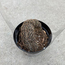 Load image into Gallery viewer, Cactus, 9cm, Lobivia - Floral Acres Greenhouse & Garden Centre