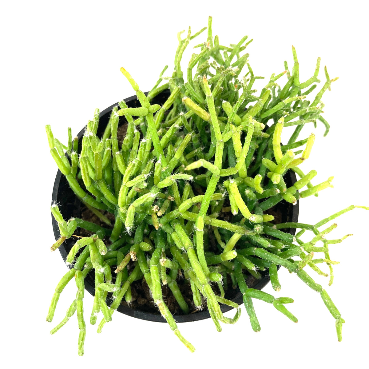 Cactus, 9cm, Rhipsalis Cereuscula – Floral Acres Greenhouse & Garden Centre