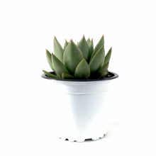 Load image into Gallery viewer, Succulent, 3.5in, Echeveria Miranda - Floral Acres Greenhouse & Garden Centre