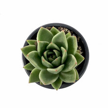 Load image into Gallery viewer, Succulent, 3.5in, Echeveria Miranda - Floral Acres Greenhouse & Garden Centre