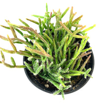 Load image into Gallery viewer, Cactus, 9cm, Rhipsalis Neves-Armondii - Floral Acres Greenhouse & Garden Centre