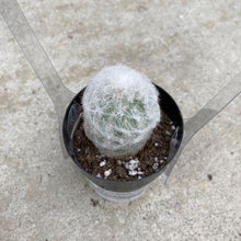 Load image into Gallery viewer, Cactus, 2.5in, Peruvian Old Lady - Floral Acres Greenhouse & Garden Centre