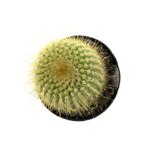 Load image into Gallery viewer, Cactus, 2.5in, Golden Ball - Floral Acres Greenhouse & Garden Centre