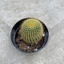 Load image into Gallery viewer, Cactus, 2.5in, Golden Ball - Floral Acres Greenhouse & Garden Centre