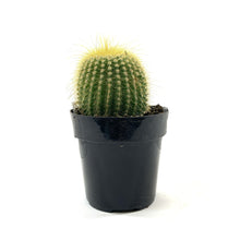 Load image into Gallery viewer, Cactus, 2.5in, Golden Ball - Floral Acres Greenhouse & Garden Centre