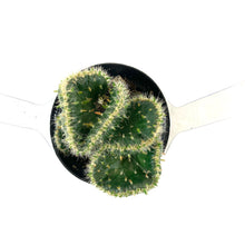 Load image into Gallery viewer, Cactus, 2.5in, Emerald Idol - Floral Acres Greenhouse & Garden Centre