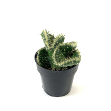 Load image into Gallery viewer, Cactus, 2.5in, Emerald Idol - Floral Acres Greenhouse & Garden Centre