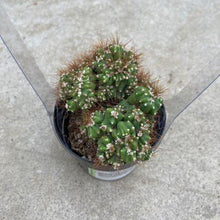 Load image into Gallery viewer, Cactus, 2.5in, Cereus Peruvianus - Floral Acres Greenhouse & Garden Centre