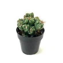 Load image into Gallery viewer, Cactus, 2.5in, Cereus Peruvianus - Floral Acres Greenhouse & Garden Centre