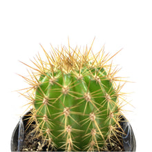 Load image into Gallery viewer, Cactus, 2.5in, Trichocereus Grandiflorus Hybrid - Floral Acres Greenhouse & Garden Centre
