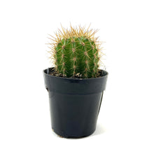 Load image into Gallery viewer, Cactus, 2.5in, Trichocereus Grandiflorus Hybrid - Floral Acres Greenhouse & Garden Centre
