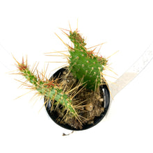 Load image into Gallery viewer, Cactus, 2.5in, Argentine Opuntia - Floral Acres Greenhouse & Garden Centre