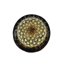 Load image into Gallery viewer, Cactus, 2.5in, Notocactus Balloon