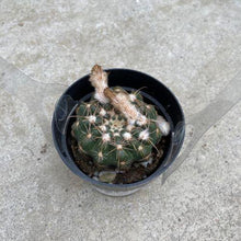 Load image into Gallery viewer, Cactus, 2.5in, Balloon - Floral Acres Greenhouse & Garden Centre