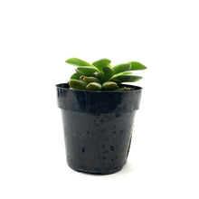 Load image into Gallery viewer, Succulent, 2in, Sand Rose - Floral Acres Greenhouse & Garden Centre