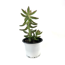 Load image into Gallery viewer, Succulent, 3.5in, Sedum Coppertone - Floral Acres Greenhouse & Garden Centre